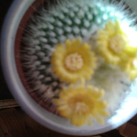 mój kaktusik kwitnie dalej, mam piękność