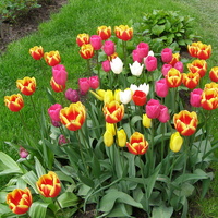 Moje tulipany