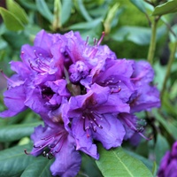 Następny Rhododendron