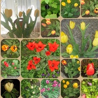Piękna przygoda z tulipanami....