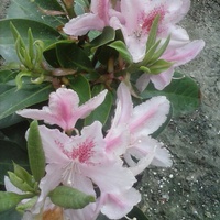rododendron***