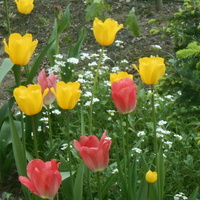 rozkwit tulipanów**