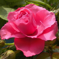 Różowy kolor