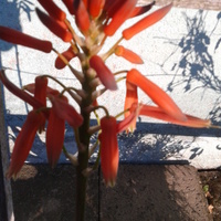 sam kwiat kaktusa 