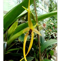  Bulbophyllum Wilbur Chang.  Makro.