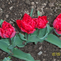 tulipan pełny