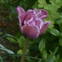 tulipan****