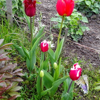 tulipanki szczępione