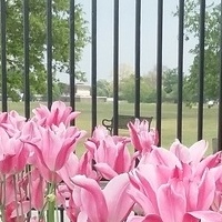 Tulipany w Greenwich 