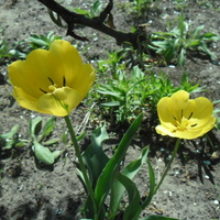 Żółte tulipany.......