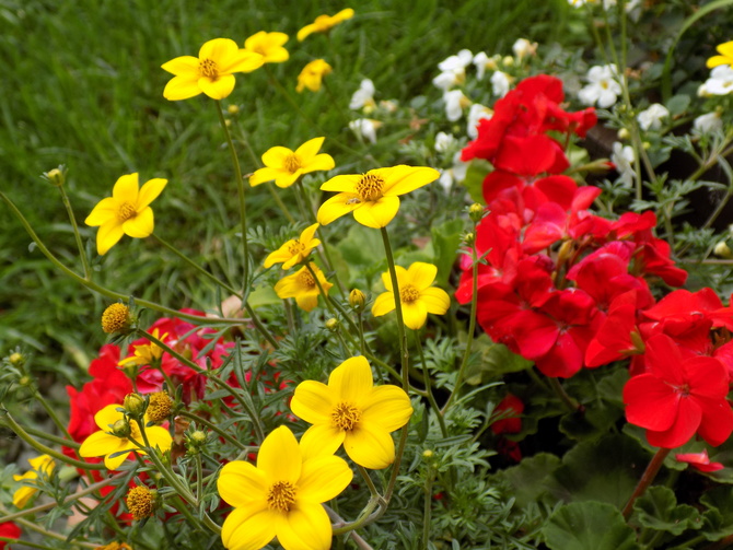 Donica tarasowa-kwiaty dla Babci 
