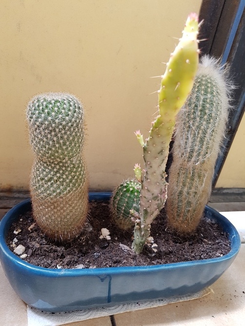  Kaktusy-mała rodzinka...