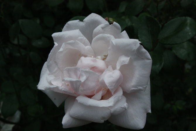 Kremowa róża