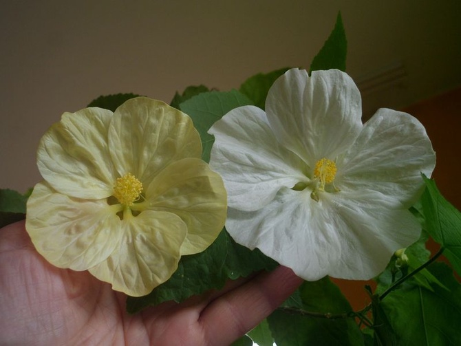 Kwiaty w dwóch kolorach