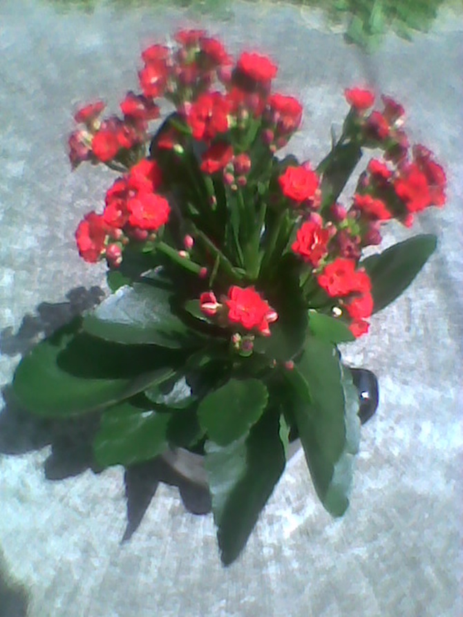 Kwitnące drobne kwiatuszki :)