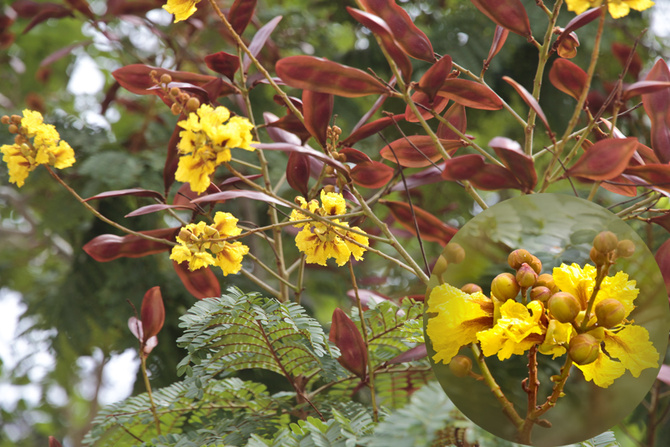 Kwitnący krzew Peltophorum