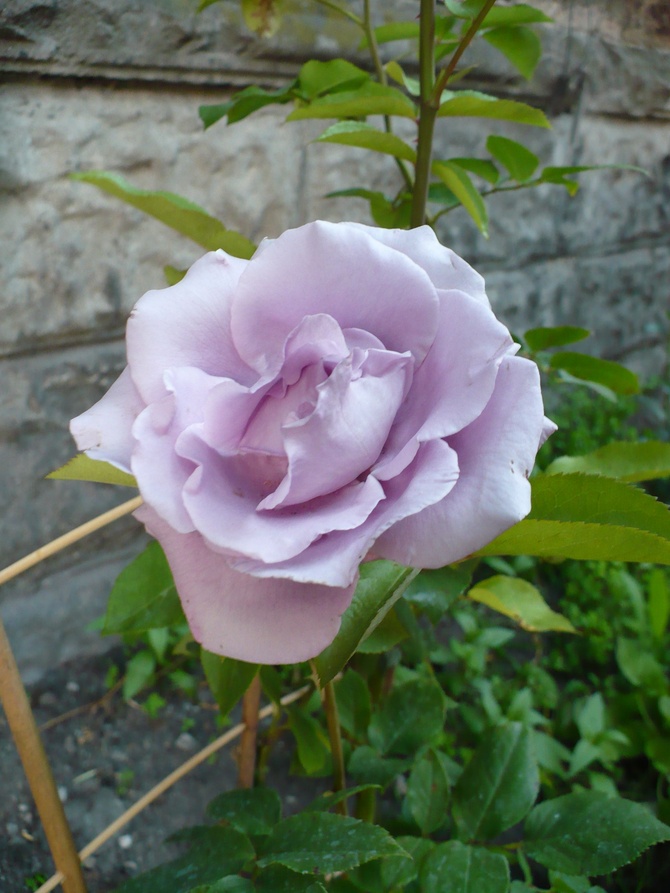 Neptune Hybrid Tea Rose