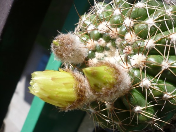 Notocactus, jeszcze w pączkach