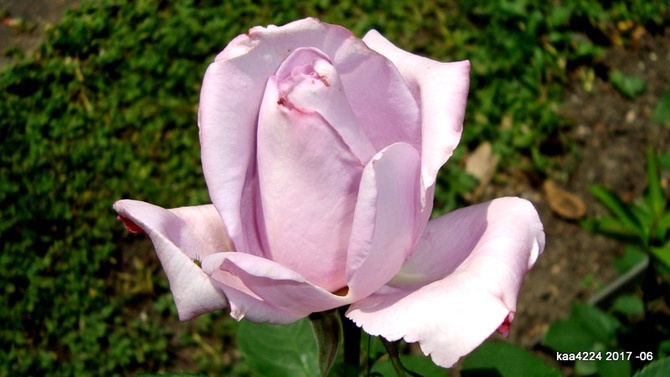  Róża  N N .  Makro.