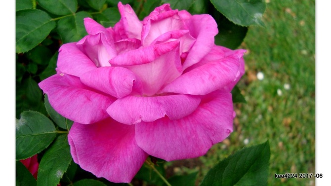 Róża ' Auisroyale ' .  Makro.
