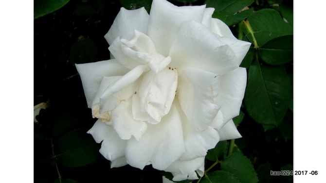 Róża ' Frau Karl Druschki '.  Makro.
