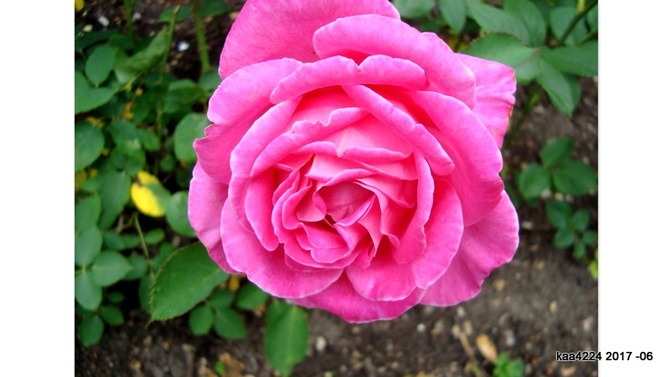 Róża ' Meibil ' .Nazwa handl. ' Pink Peace'. 
