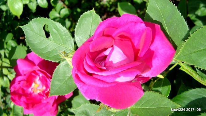 Róża ' Mme Victor Verdier '.  Makro.