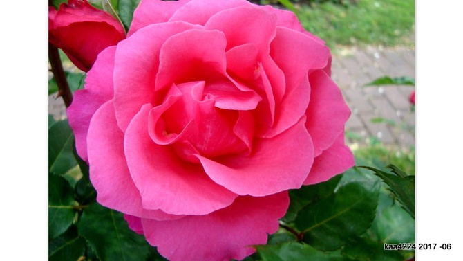 Róża ' Venrose '.  Makro.