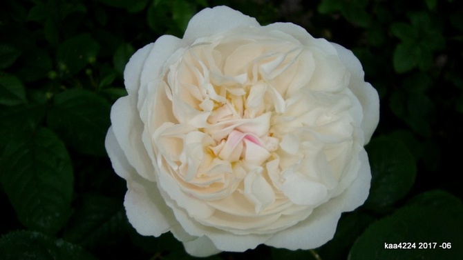 Róża angielska  N N.  Makro.