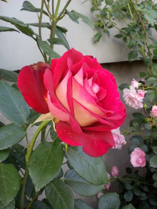 Róza dwukolorowa.odmiana bardzo szlachetna