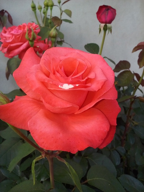 Róza moro.hihi.odbarwiony płatek wykształciła