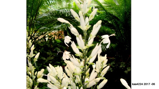  Whitfieldia longifolia.  Makro.