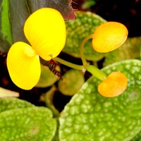 Begonia ficicola.