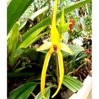 Bulbophyllum Wilbur Chang.  Makro.