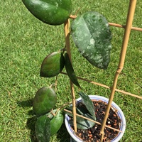 Hoya caudata sumatra