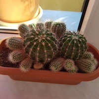 Kaktusiki-rodzinka