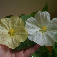Kwiaty w dwóch kolorach