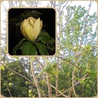 Moja czteroletnia magnolia;Yellow Bird...