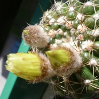 Notocactus, jeszcze w pączkach
