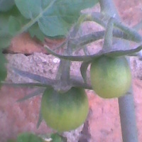 Pomidorki rosną :)))