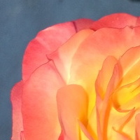 Rabatowa róza dwukolorowa