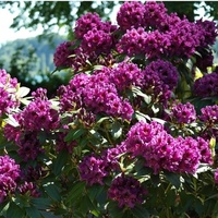 Rhododendrony...