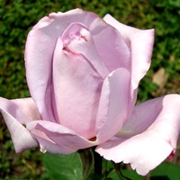 Róża  N N .  Makro.