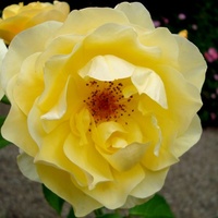 Róża ' Graham Thomas '.  Makro.