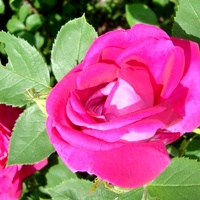 Róża ' Mme Victor Verdier '.  Makro.