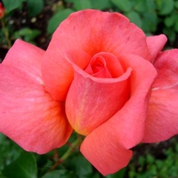  Róża ' Pascali 
