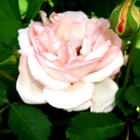 Róża ' Poulcas 018 ' .  Makro.