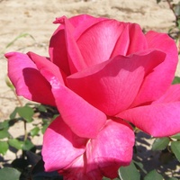 Róża 'PAROLE