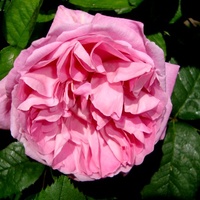 Róża angielska  N N.  Makro.