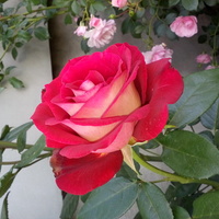 Róza dwukolorowa.odmiana bardzo szlachetna
